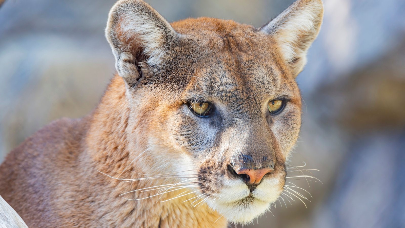 Florida panther cougar Kit Leong Shutterstock