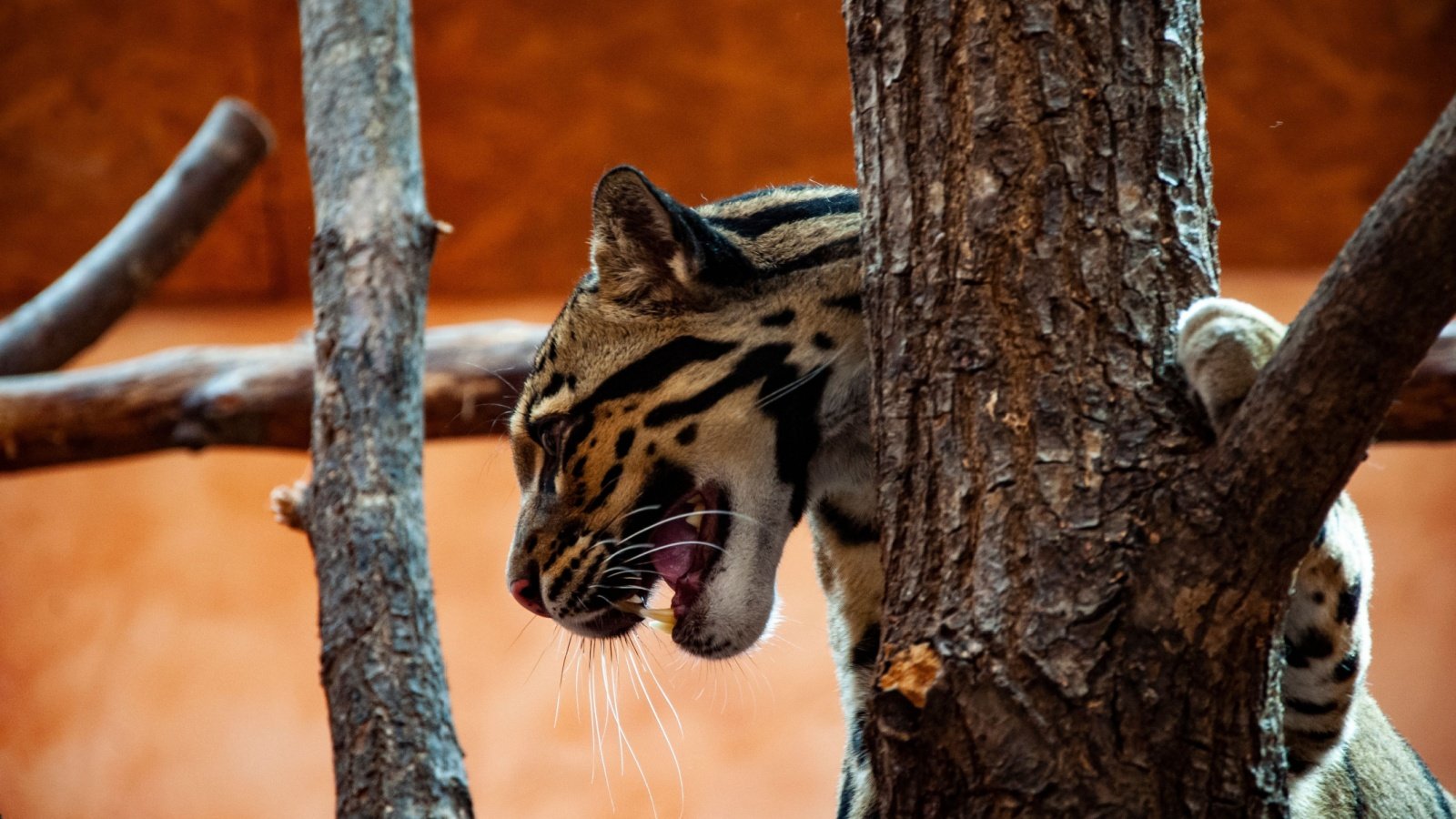 Formosan clouded leopard Kamix studio Shutterstock