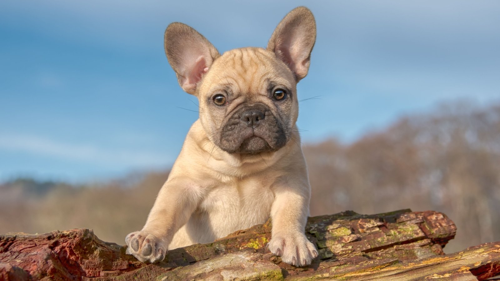 French Bulldog puppy frenchie dog Katho Menden Shutterstock