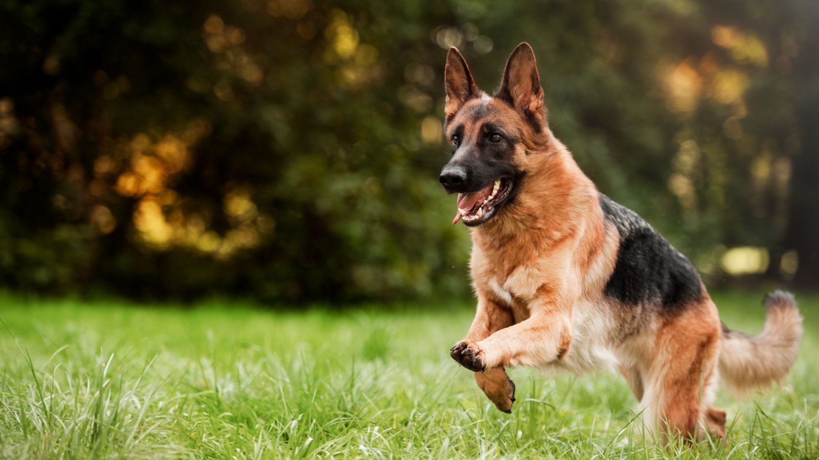 German Shepherd Dog ANNA TITOVA Shutterstock