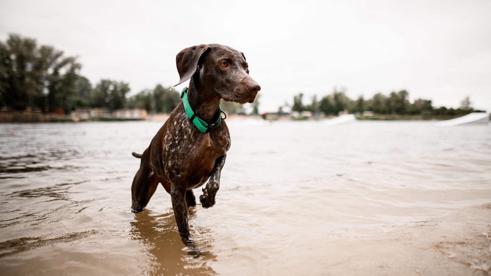 German Shorthaired Pointer Dog in Lake Maksym Fesenko Shutterstock