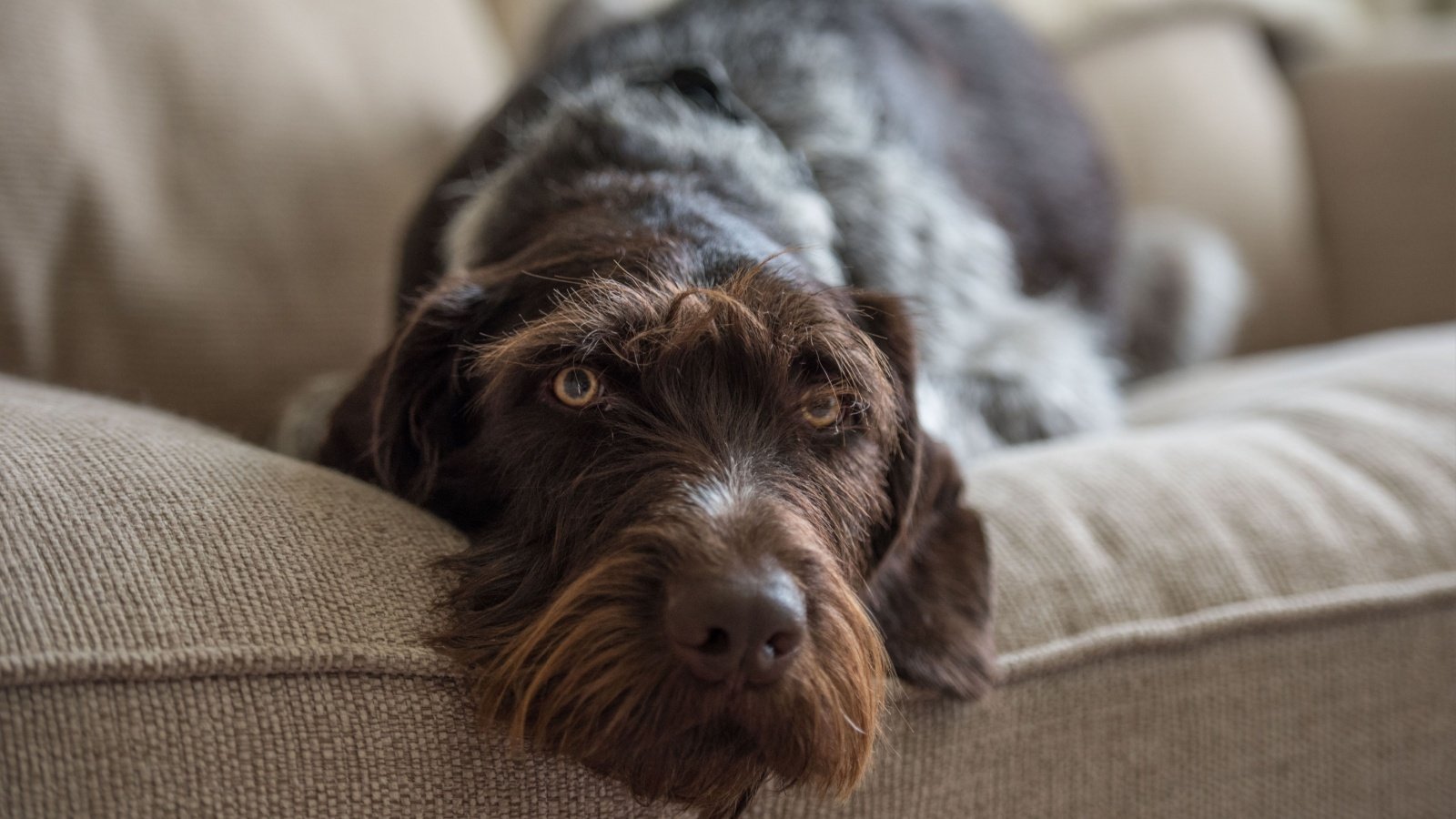 German Wirehaired Pointer dog Wirestock Creators Shutterstock