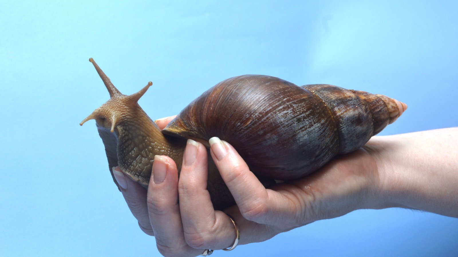 Giant Snail garden pest gross record Neskuchniy071 Vladimir shutterstock