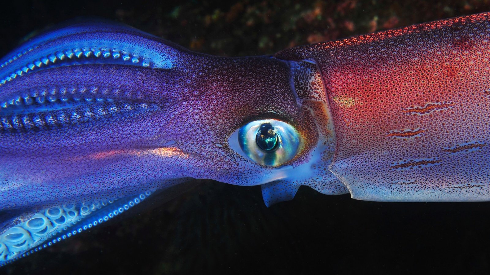 Giant squid Rui Palma Shutterstock