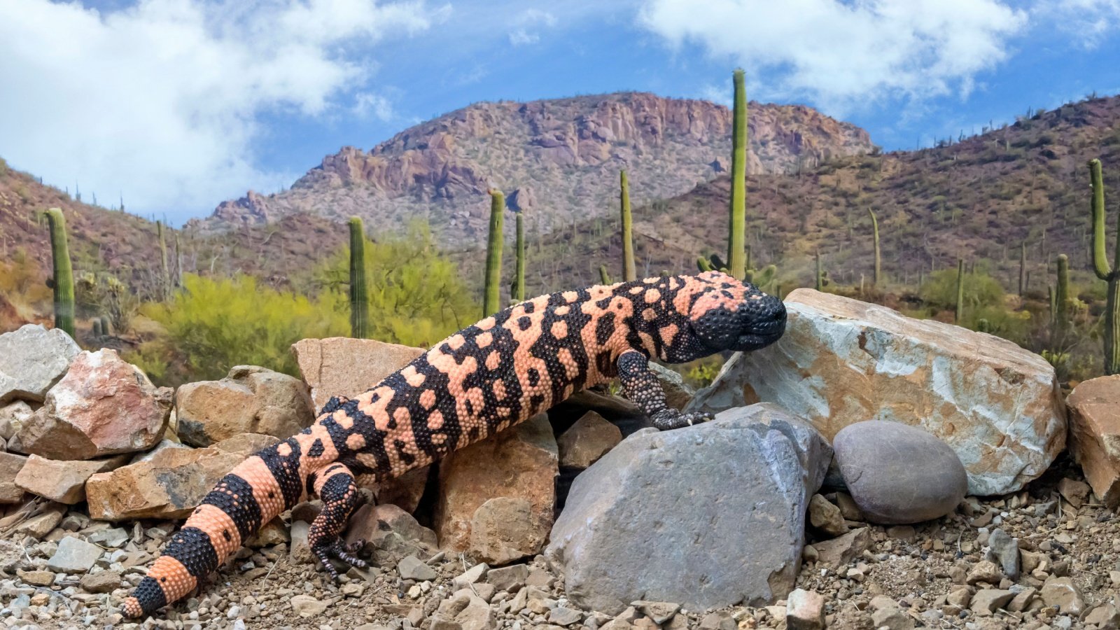 Gila monster Arizona desert Evelyn D. Harrison Shutterstock