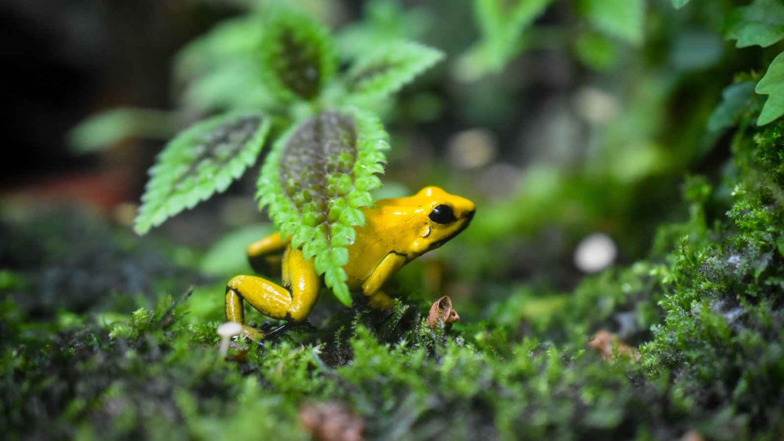 Golden Poison Dart Frog Rainforest lunatic.sadistic Shutterstock