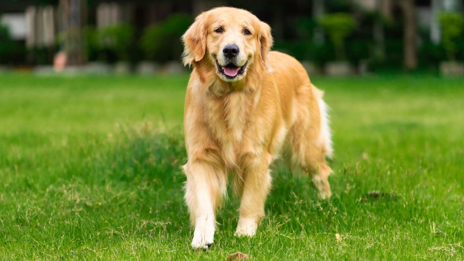 Golden Retriever Dog Burin P Shutterstock