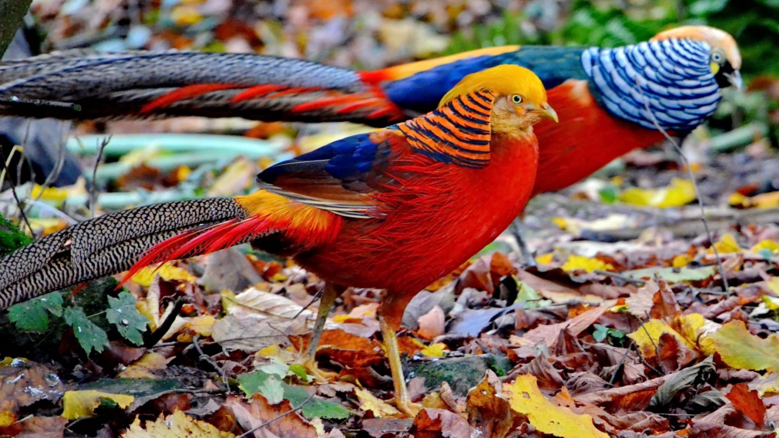 Golden pheasants bird parakeet animal Leela Mei Shutterstock