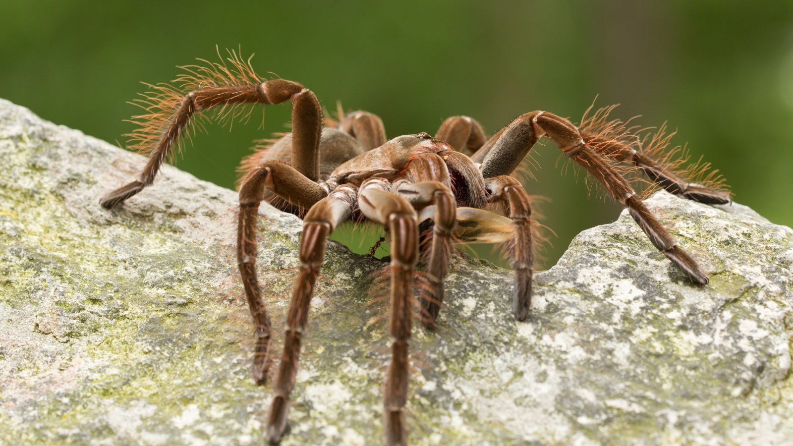 Goliath birdeater tarantula Milan Zygmunt Shutterstock