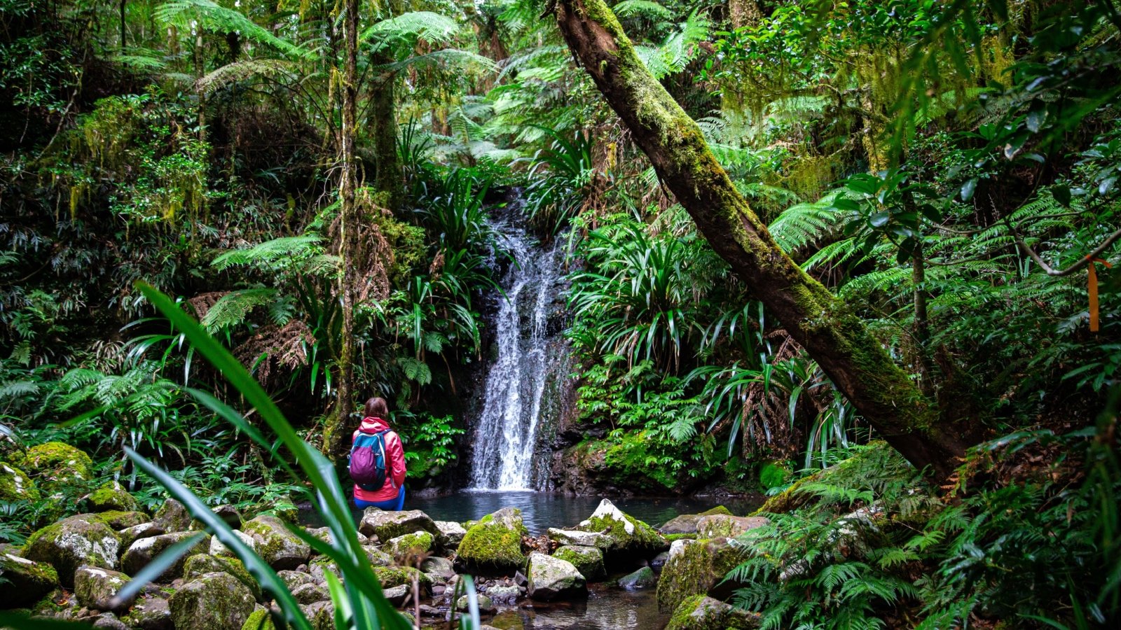 Gondwana Rainforests Australia Jakub Maculewicz Shutterstock