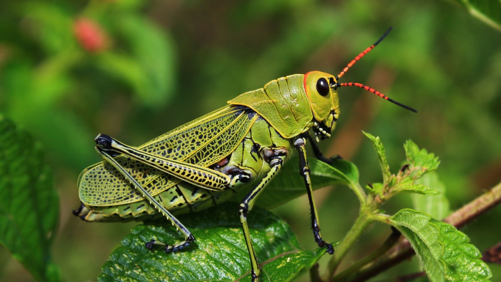 Grasshopper bug insect Karla Guerrero Carrillo Shutterstock