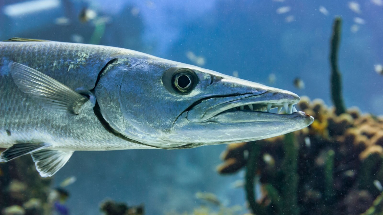 Great Barracuda Focused Adventures Shutterstock