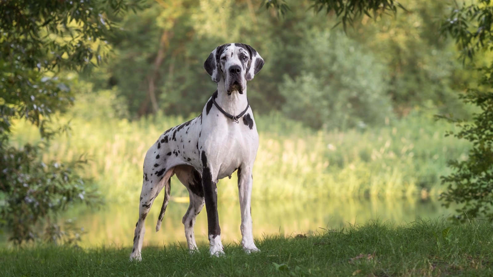 Great Dane Dog Al Er Shutterstock