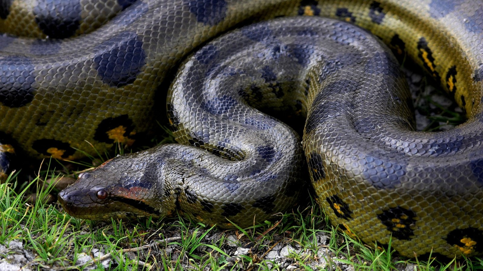 Green Anaconda snake in Venezuela animal slowmotiongli Shutterstock