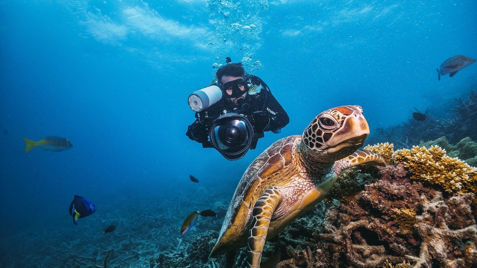 Green turtle in the great barrier reef phmarcosborsatto Shutterstock