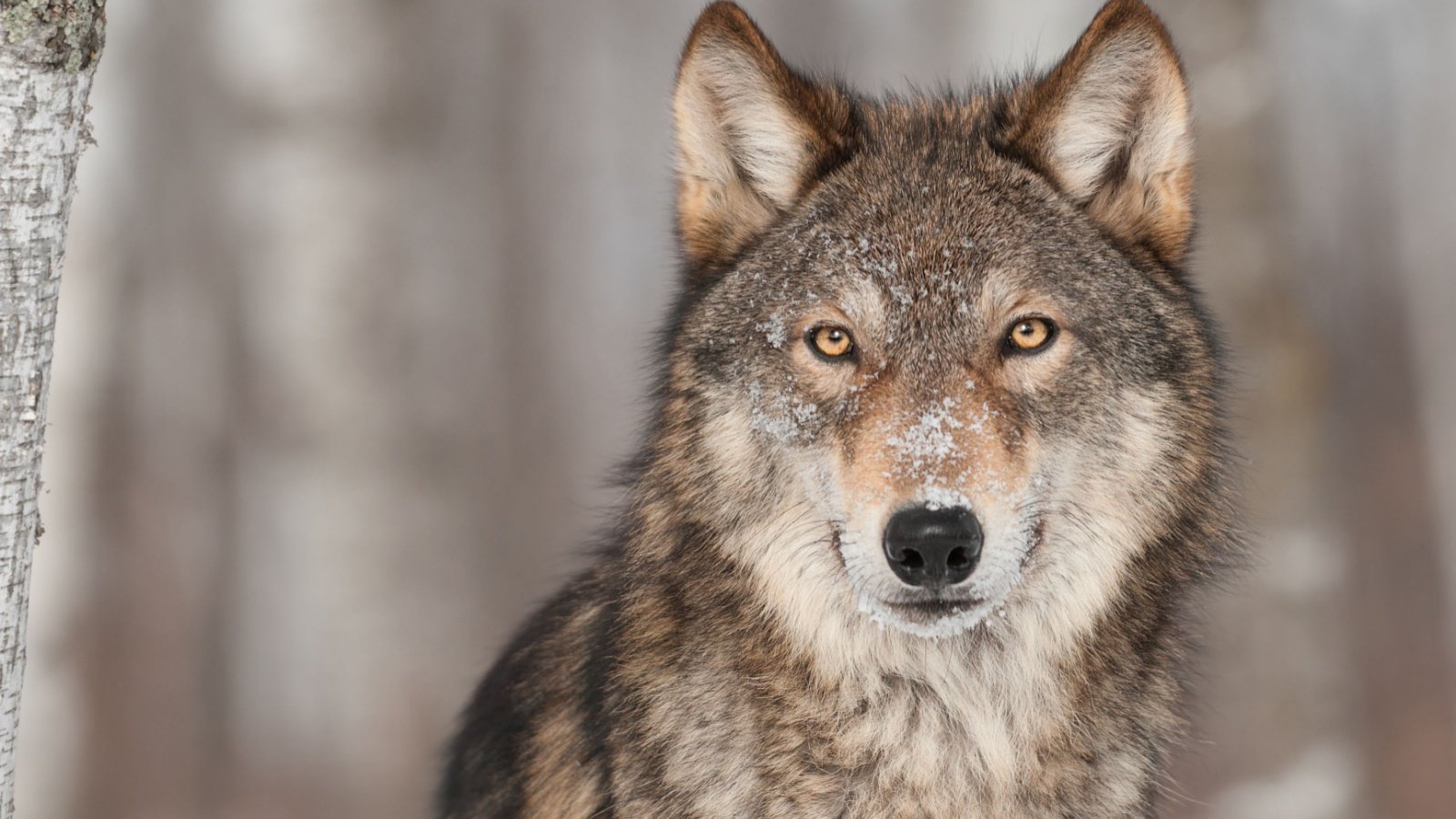 Grey Wolf Holly Kuchera Shutterstock