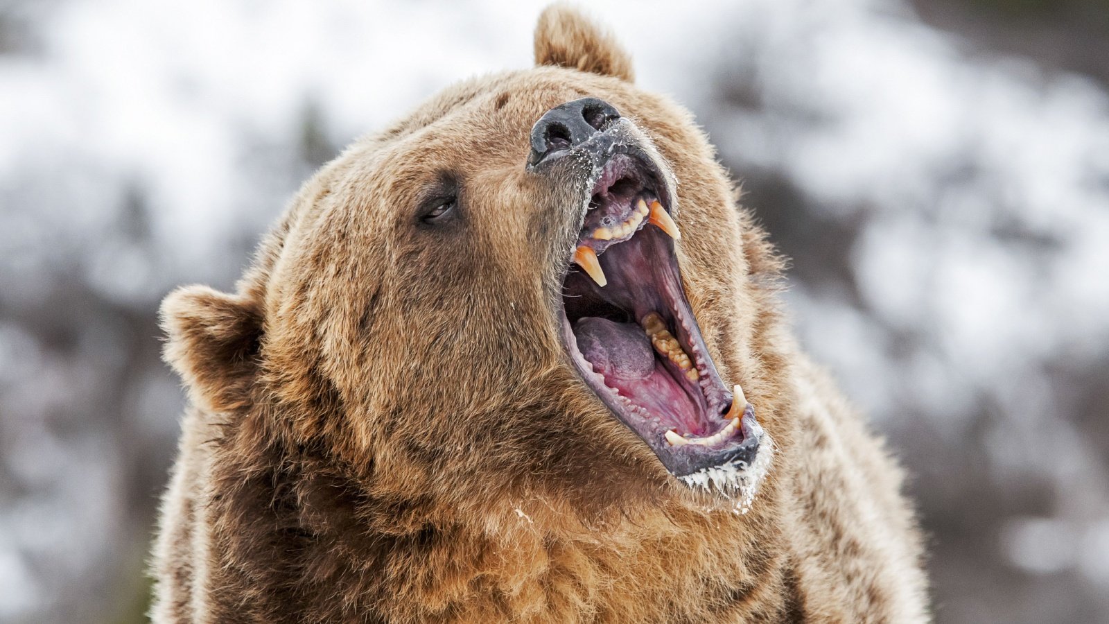 Grizzly Bear Scott E Read Shutterstock