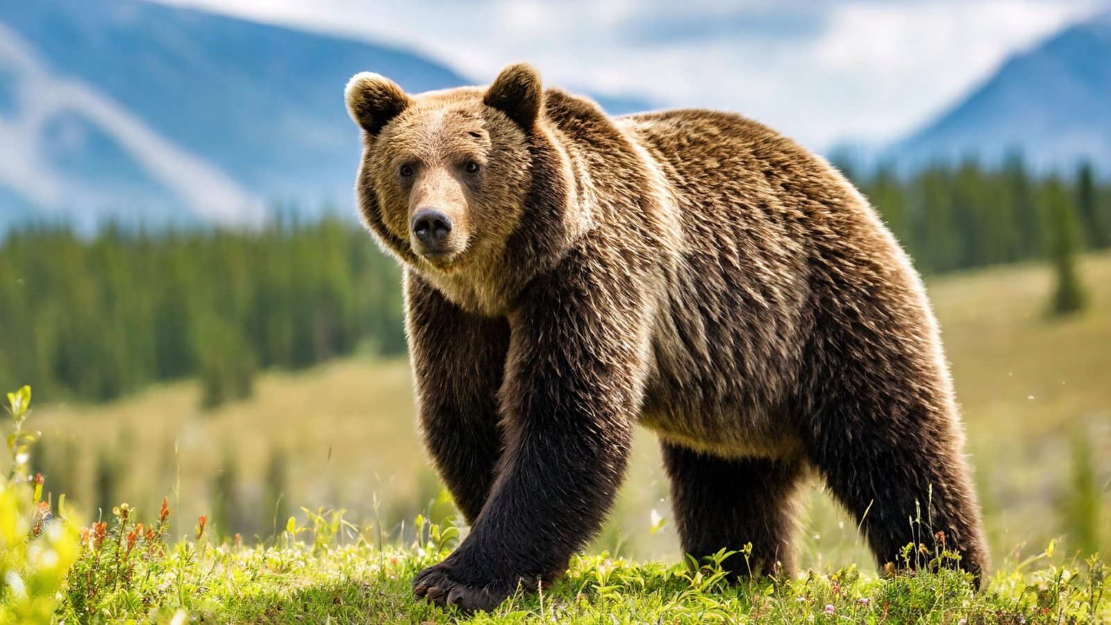 Grizzly or North American brown bear Chase Danimulls Shutterstock