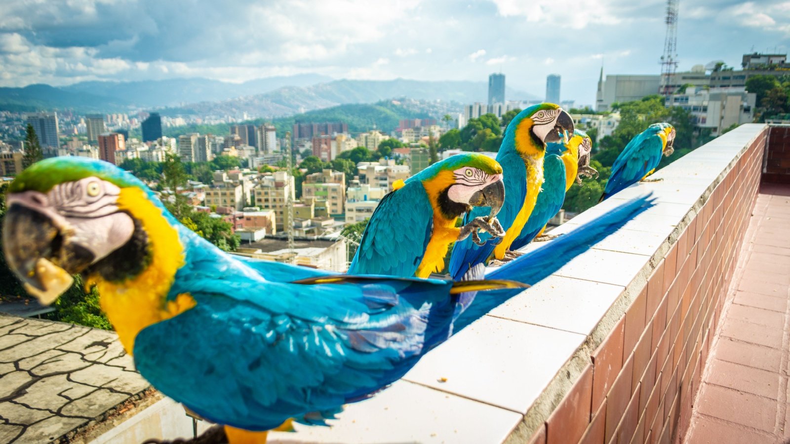 Groups of blue, yellow and green macaws on Caracas Venezuela Eddvlp Shutterstock