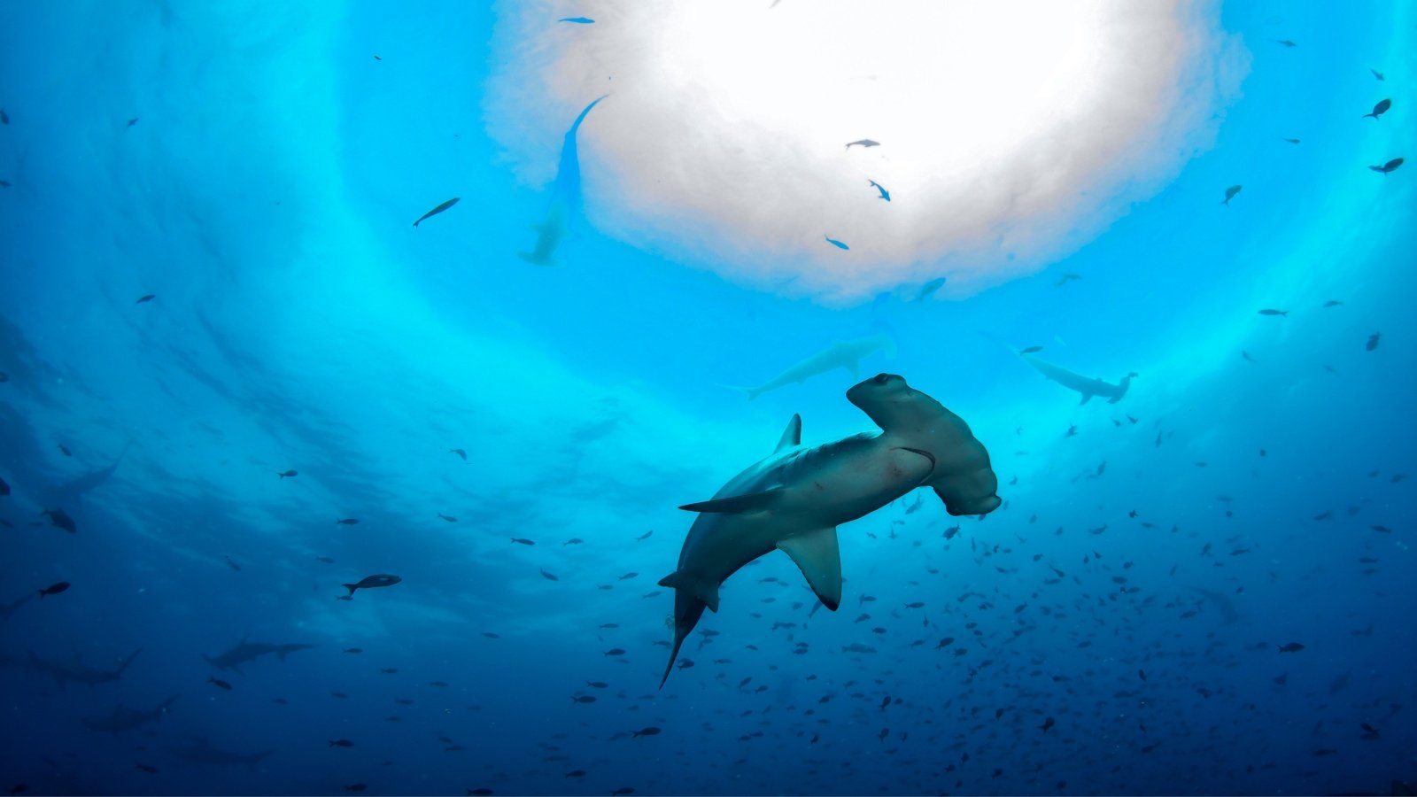 Hammerhead shark and fish in the ocean tropical water Alex Vog Shutterstock