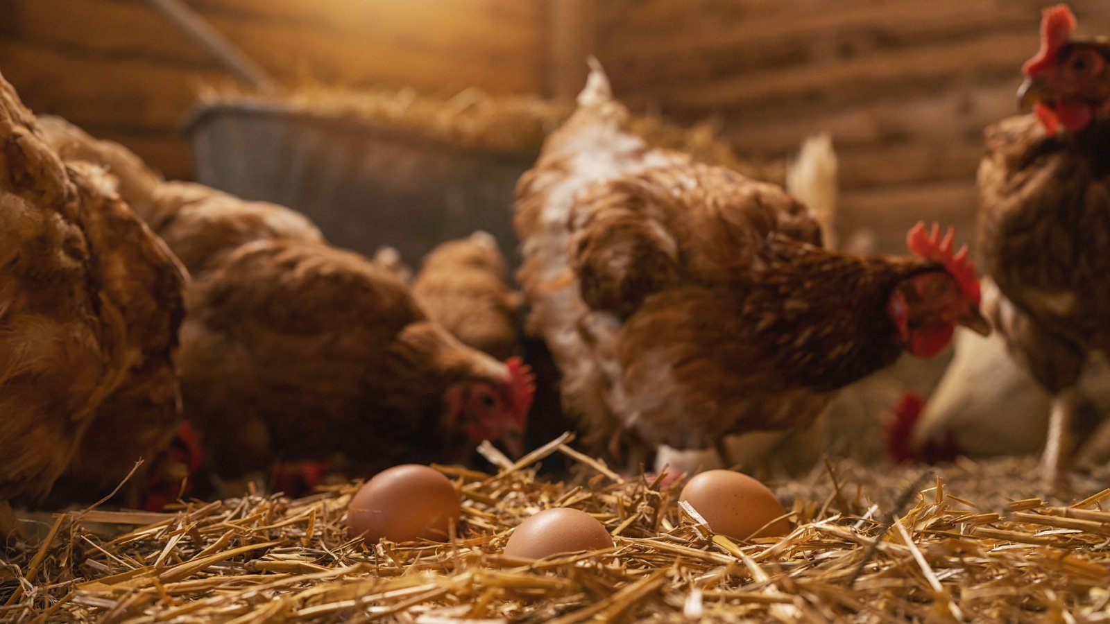 Hen lays eggs at a chicken coop at a farm hen house rclassen Shutterstock