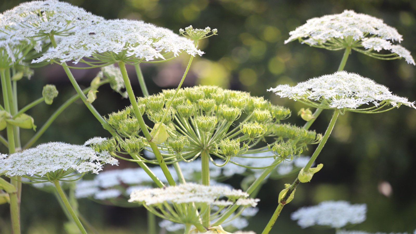 Heracleum sosnowskyi plant Wild Parsnip Sosnowski flower field Kabar Shutterstock