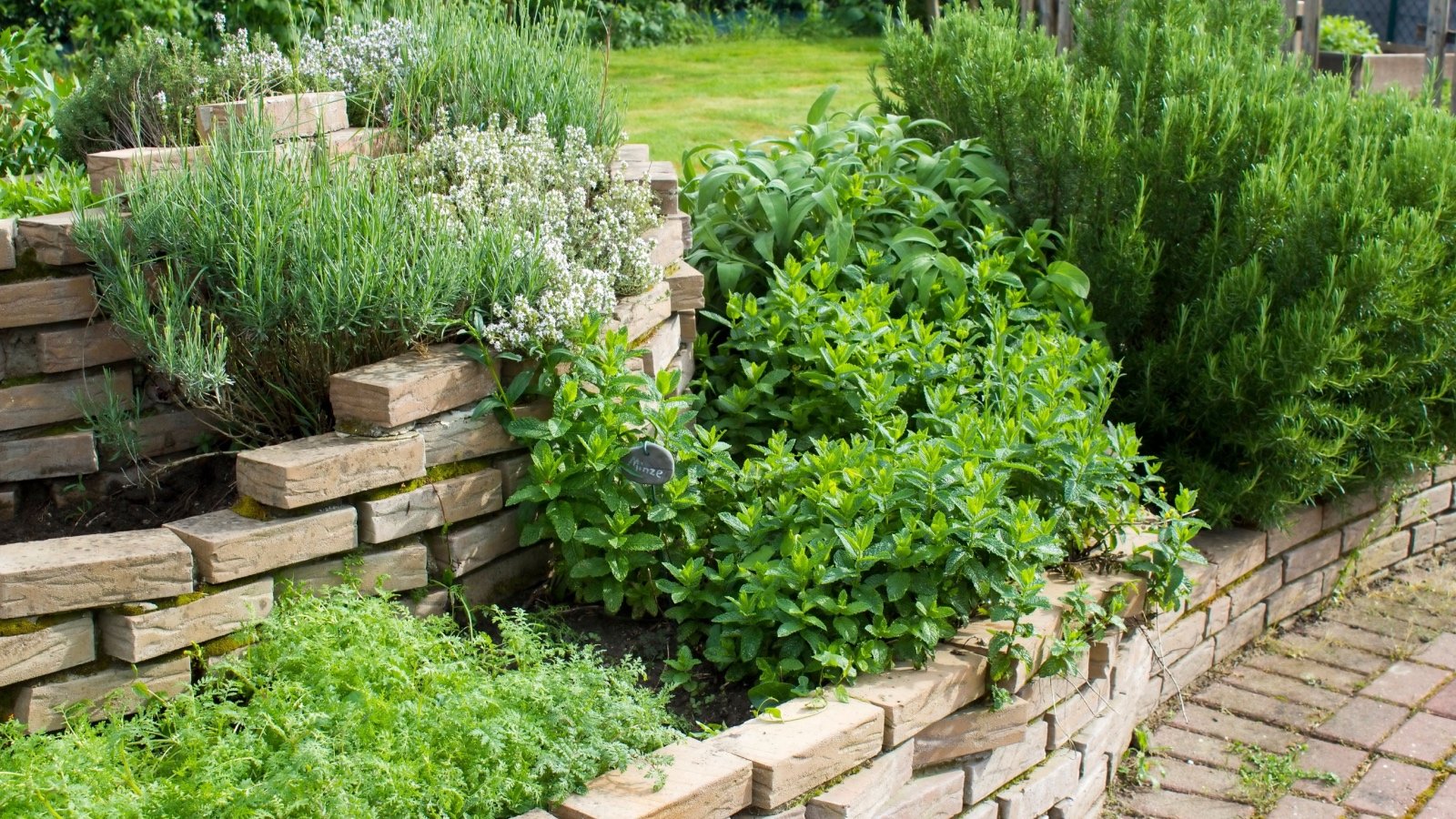 Herbs in the garden with fresh herbs backyard landscape Mira Drozdowski Shutterstock