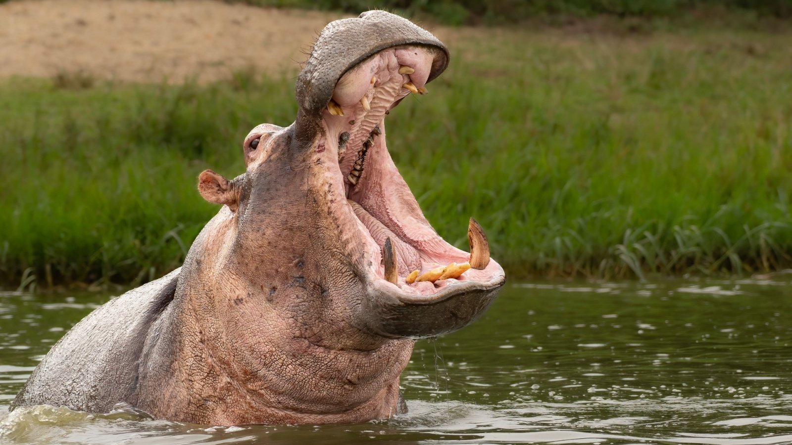 Hippopotamus Queen Elizabeth National Park, Uganda, Africa Tomas Drahos Shutterstock