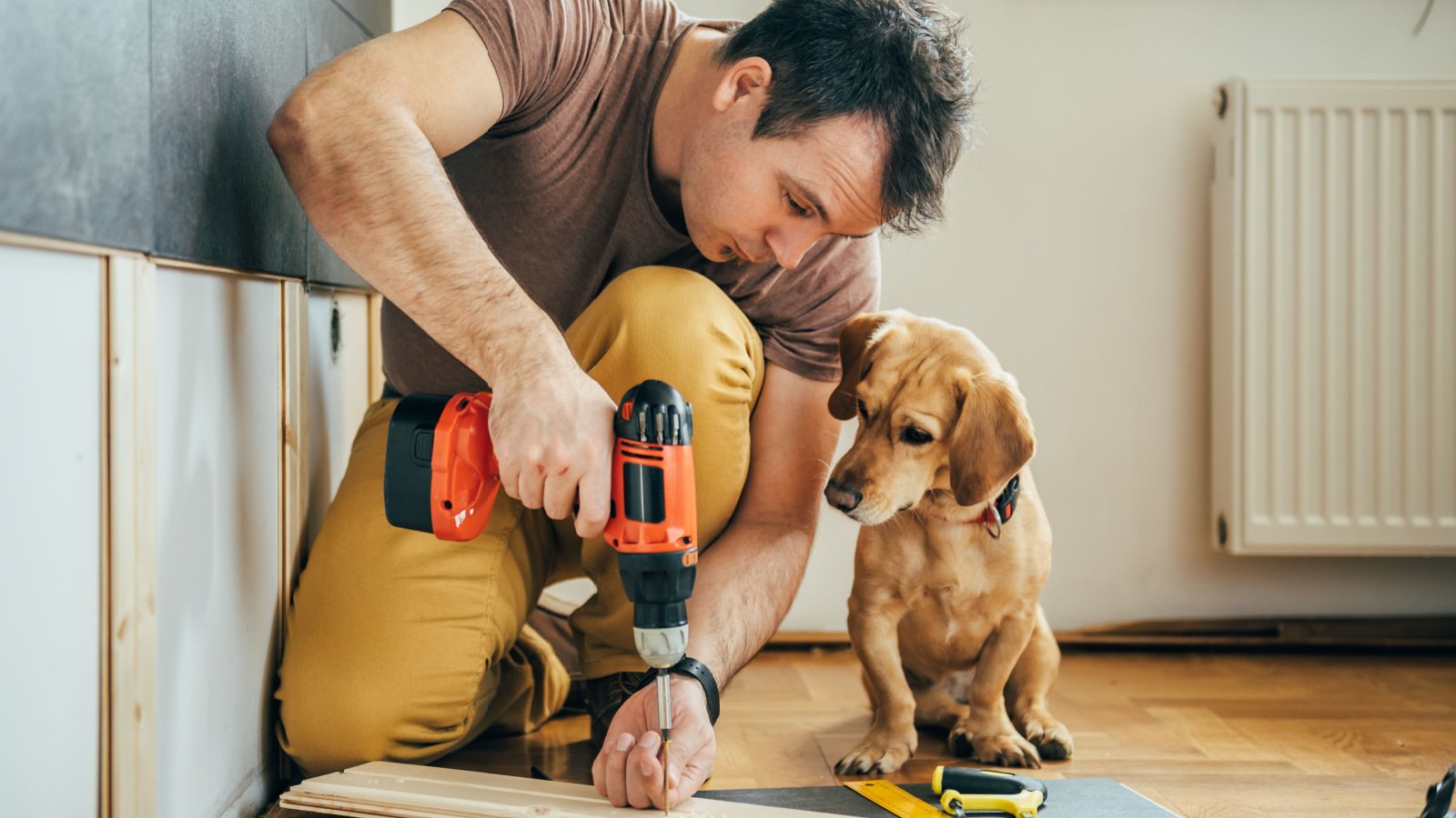 Home Renovation Repair Handyman Dog Zivica Kerkez Shutterstock