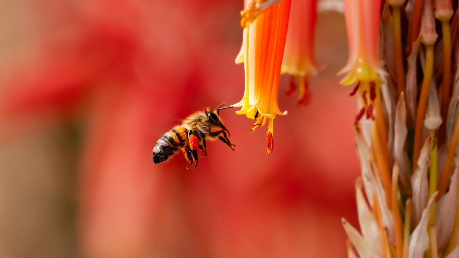 Honey bee insect bug flower Janson George Shutterstock