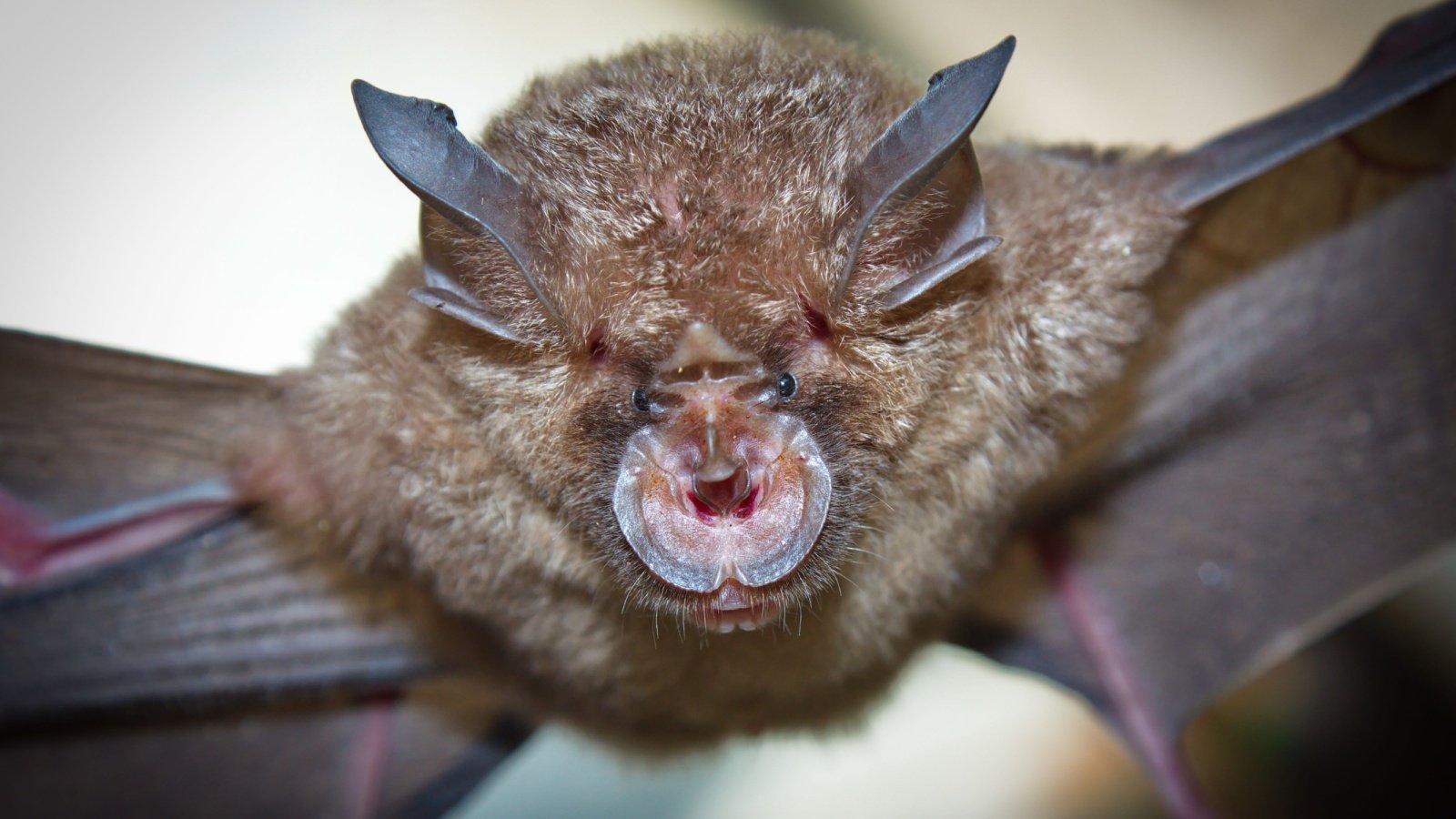 Horseshoe bat Binturong tonoscarpe Shutterstock