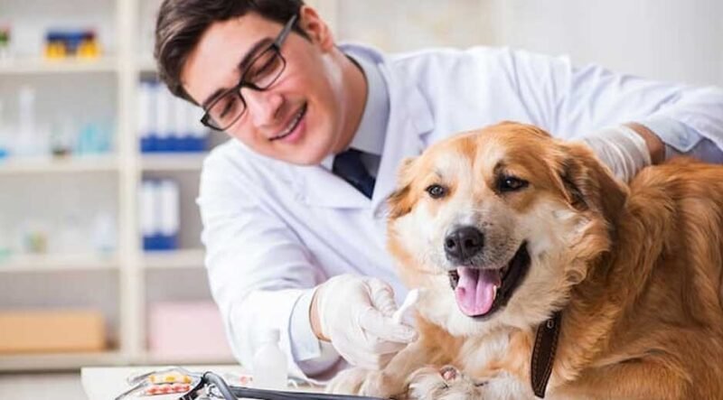 How-To-Choose-Disability-Insurance-for-Practicing-Veterinarians