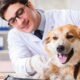 How-To-Choose-Disability-Insurance-for-Practicing-Veterinarians