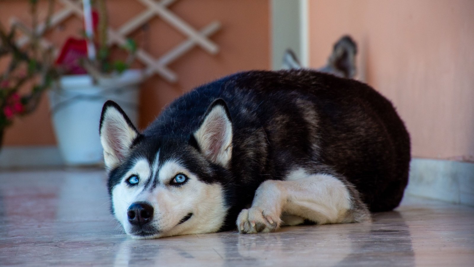 Husky dog ernestos vitouladitis Shutterstock