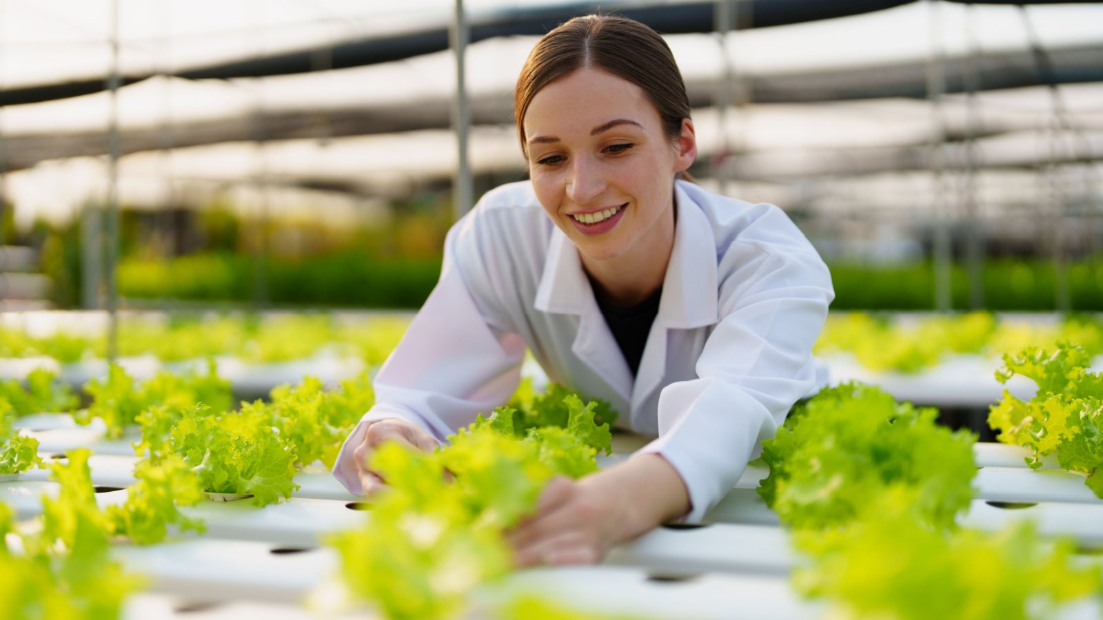 Hydroponic Greenhouse Vegetable Farmer Sustainable Agriculture Jirapong Manustrong Shutterstock