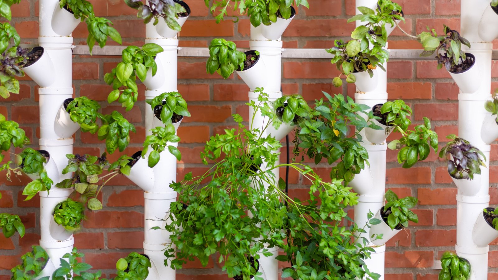 Hydroponic Vertical Tube Garden Urban Planting SNAB Shutterstock