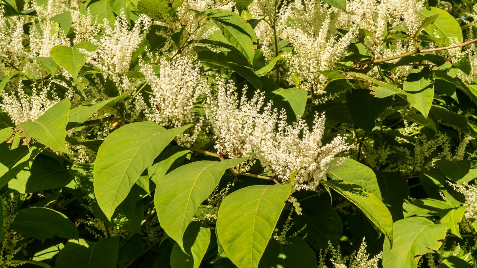 Invasive Japanese Knotweed flower field Jay Ondreicka Shutterstock