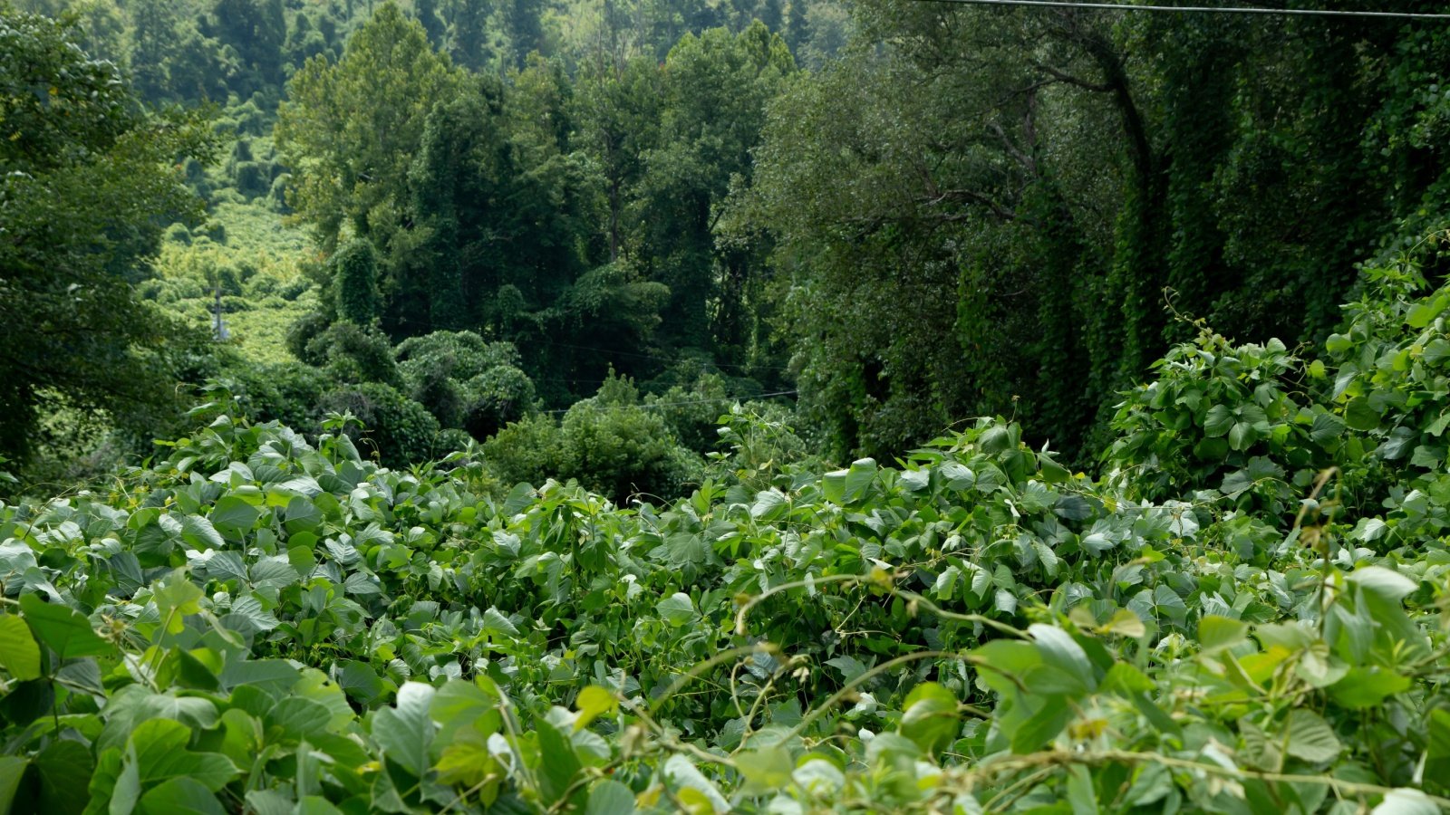 Invasive kudzu covering a field plant vegetation forest Kelli Taylor Shutterstock