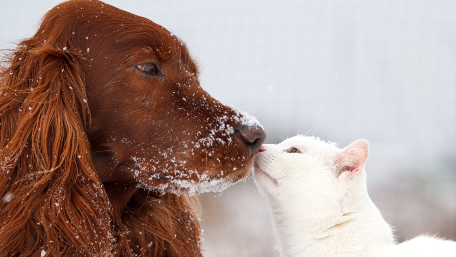 Irish Setter Dog with White Cat DragoNika Shutterstock