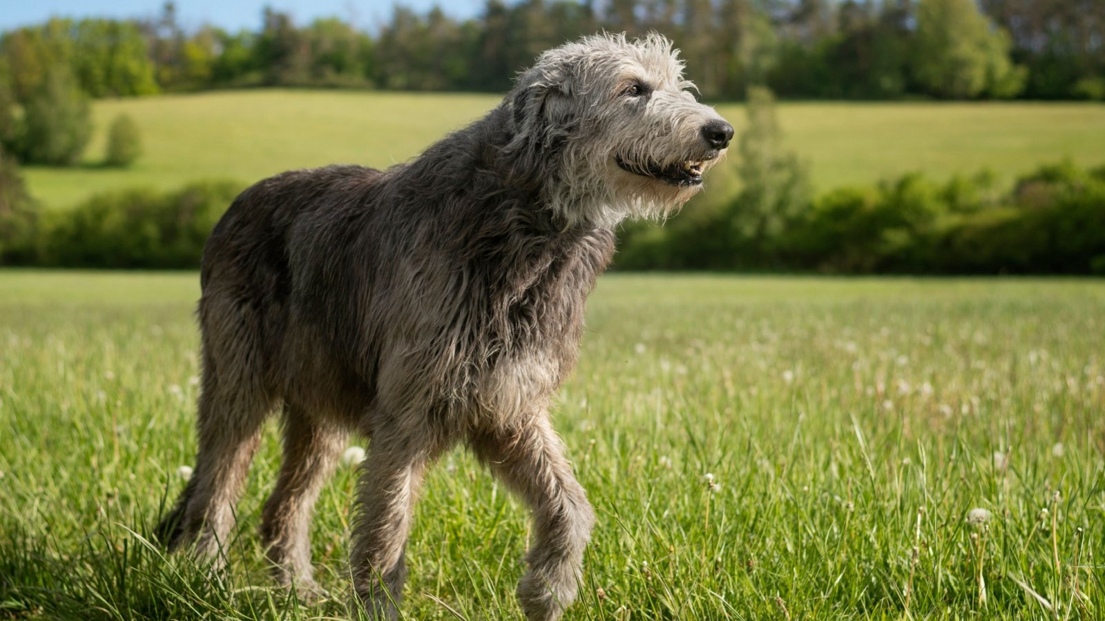 Irish Wolfhound Dog 84kamila Shutterstock