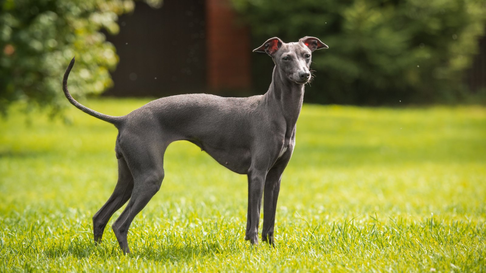 Italian greyhound dog on a grass lawn Alexandra Morrison Photo Shutterstock