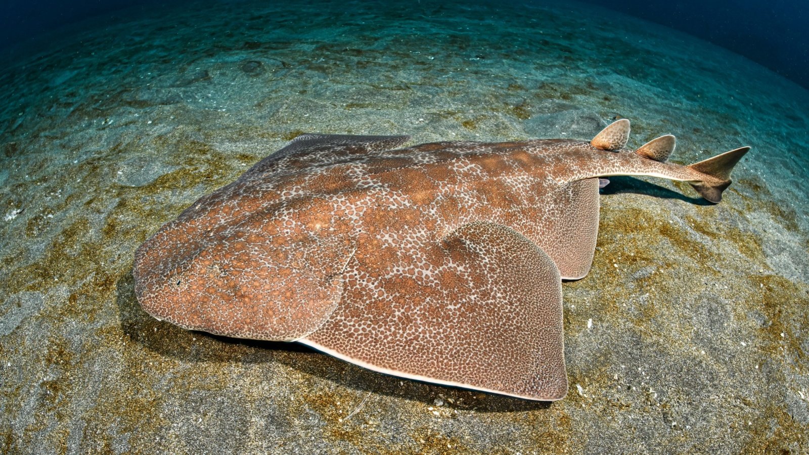 Japanese Angelshark angel shark Martin Voeller Shutterstock