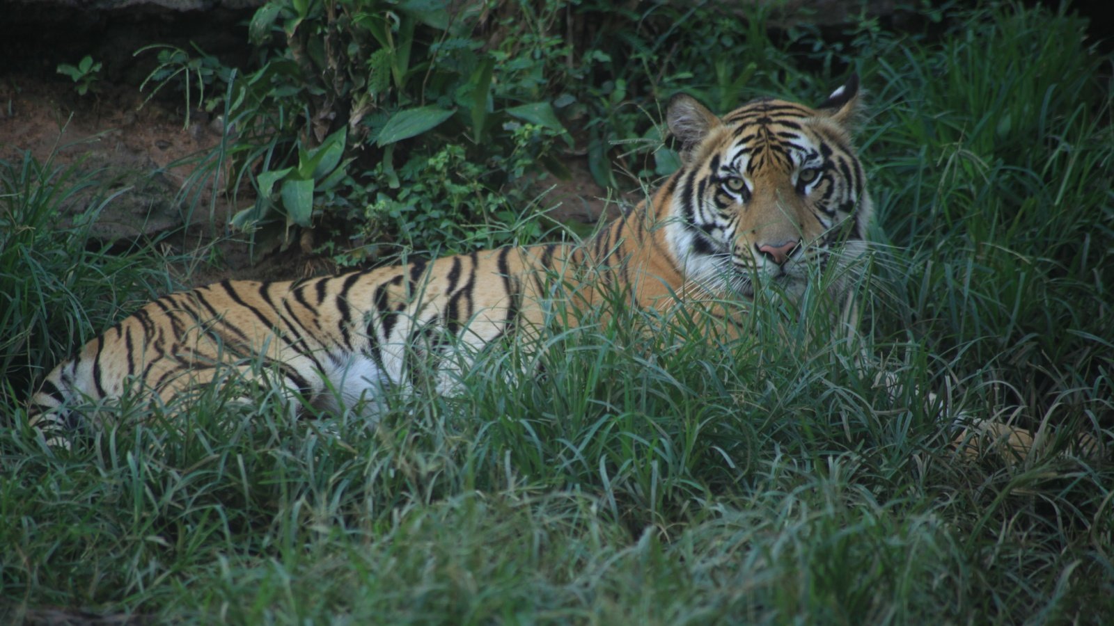 Javan tiger Sigit Adhi Wibowo Shutterstock