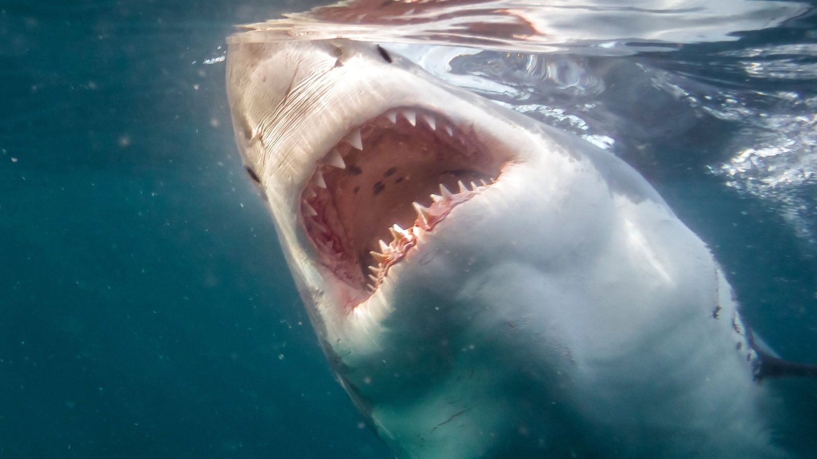 Jaws Movie Shark animal preditor ocean Vincent Legrand Shutterstock