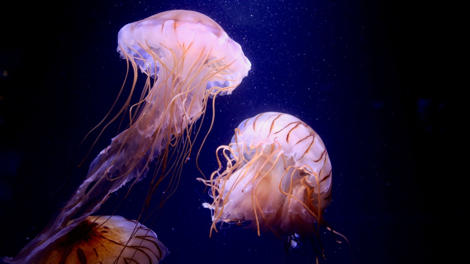 Jelly Fish Ocean Nagisa GOGO 0515 Shutterstock