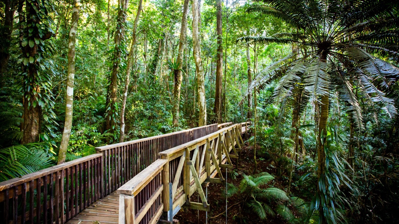 Jindalba Boardwalk through ancient rainforest in the Daintree region of Queensland Australia FiledIMAGE Shutterstock