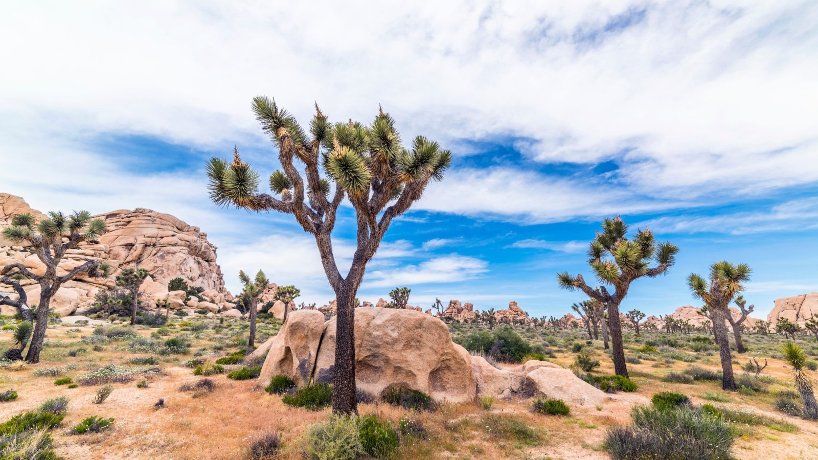 Joshua Tree National Park California Joe Belanger Shutterstock