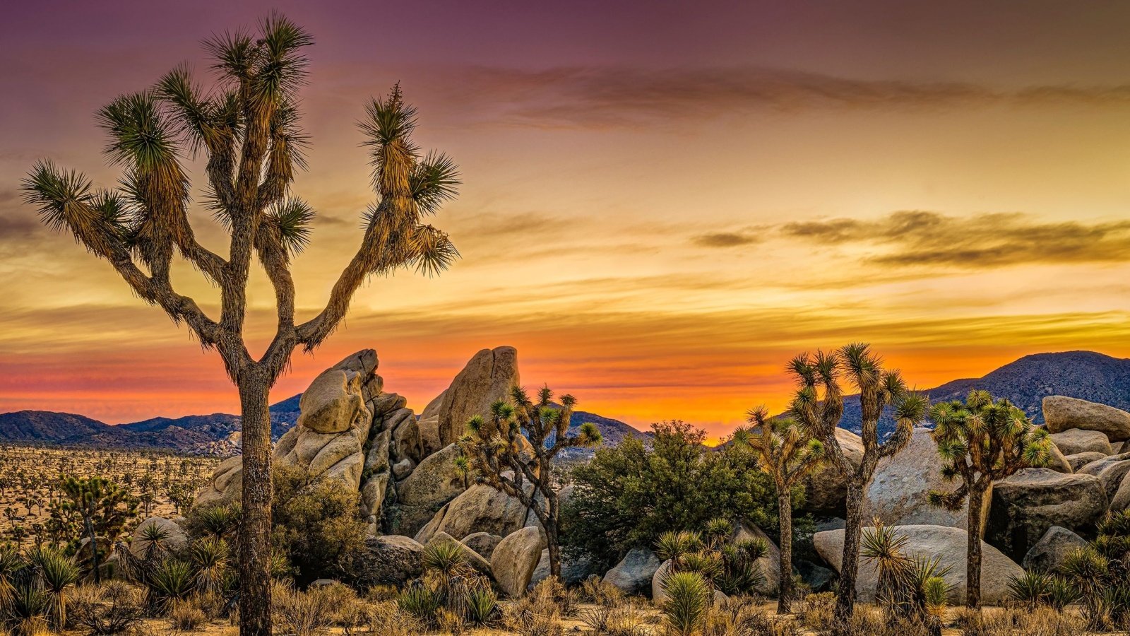 Joshua tree National Park Nikolay 007 Shutterstock