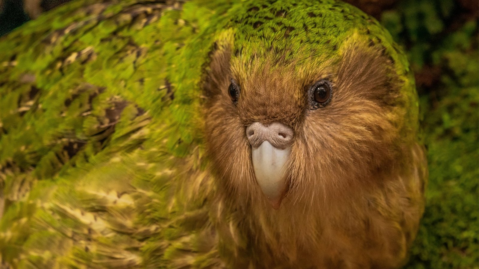 Kakapo parrot FeatherStalker Don Shutterstock