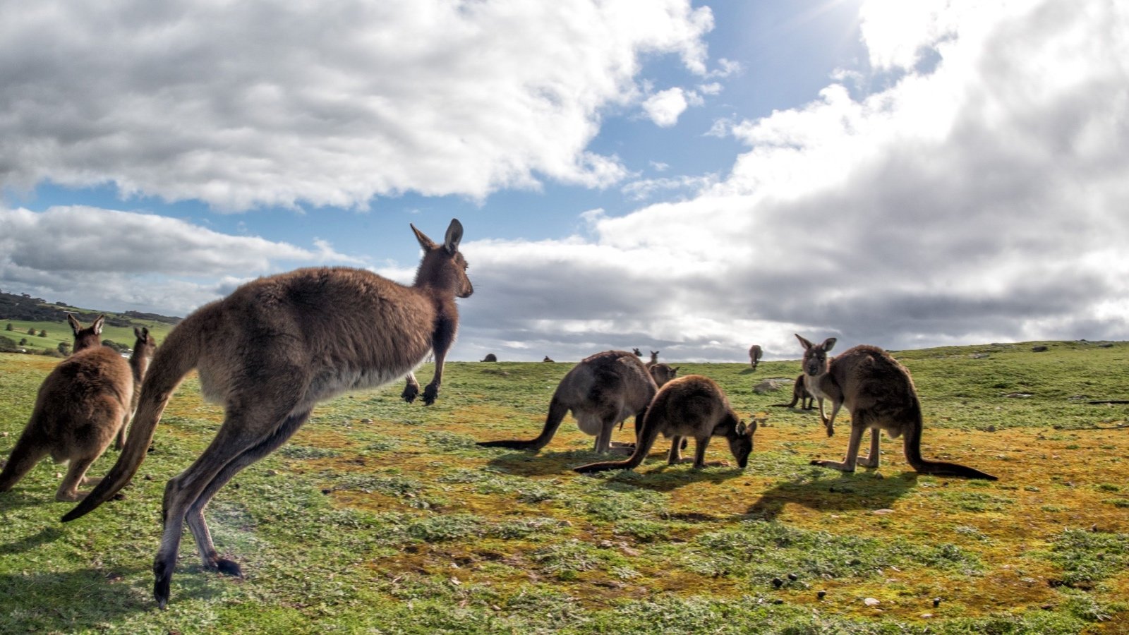 Kangaroos at sunset in Kangaroo Island Australia Andrea Izzotti Shutterstock